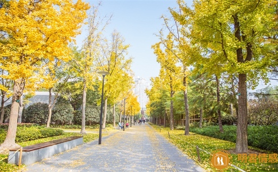 送老师应该送什么花,有哪些适合老师的花