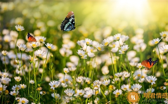 送老师鲜花送哪种,给老师送花一般送什么花