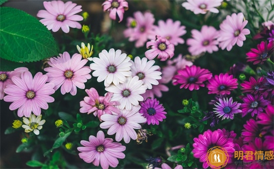 属猪的今年桃花运,什么时候遇到桃花