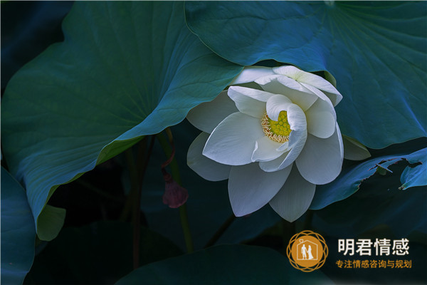 88年龙和85年牛婚姻属相合不合